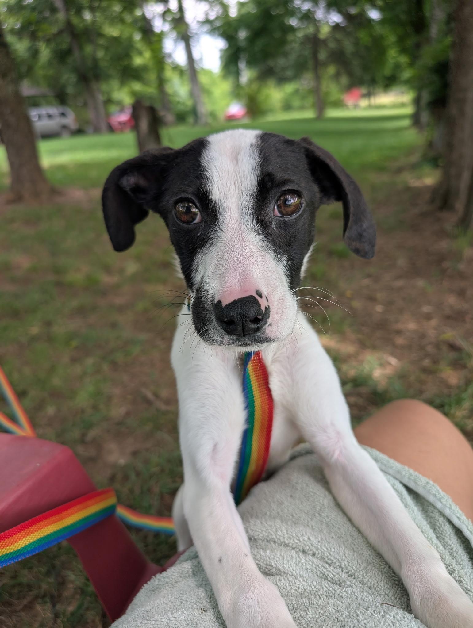 Puddles, Adoptable, Puppy Female Hound & Labrador Retriever.