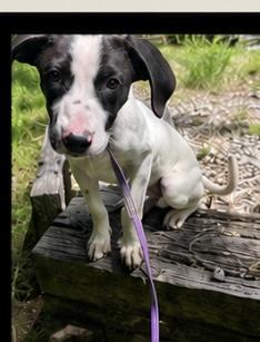 Enlarge Puddles, a Adoptable mixed breed in Mount Juliet, TN image 3/6