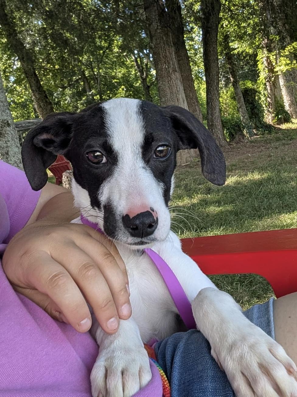 Enlarge Puddles, a Adoptable mixed breed in Mount Juliet, TN image 5/6