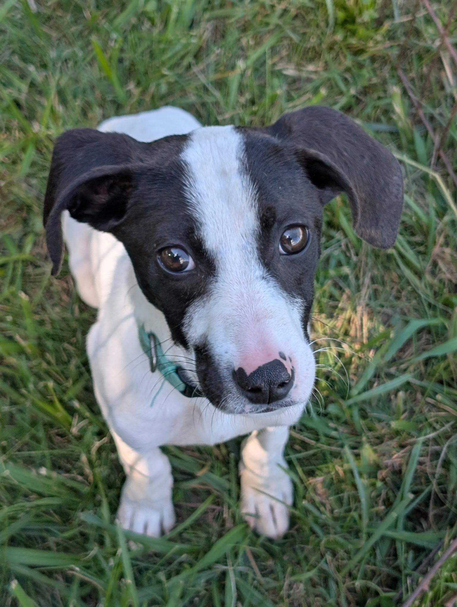 Enlarge Puddles, a Adoptable mixed breed in Mount Juliet, TN image 6/6