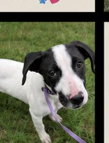 Enlarge Puddles, a Adoptable mixed breed in Mount Juliet, TN image 4/6