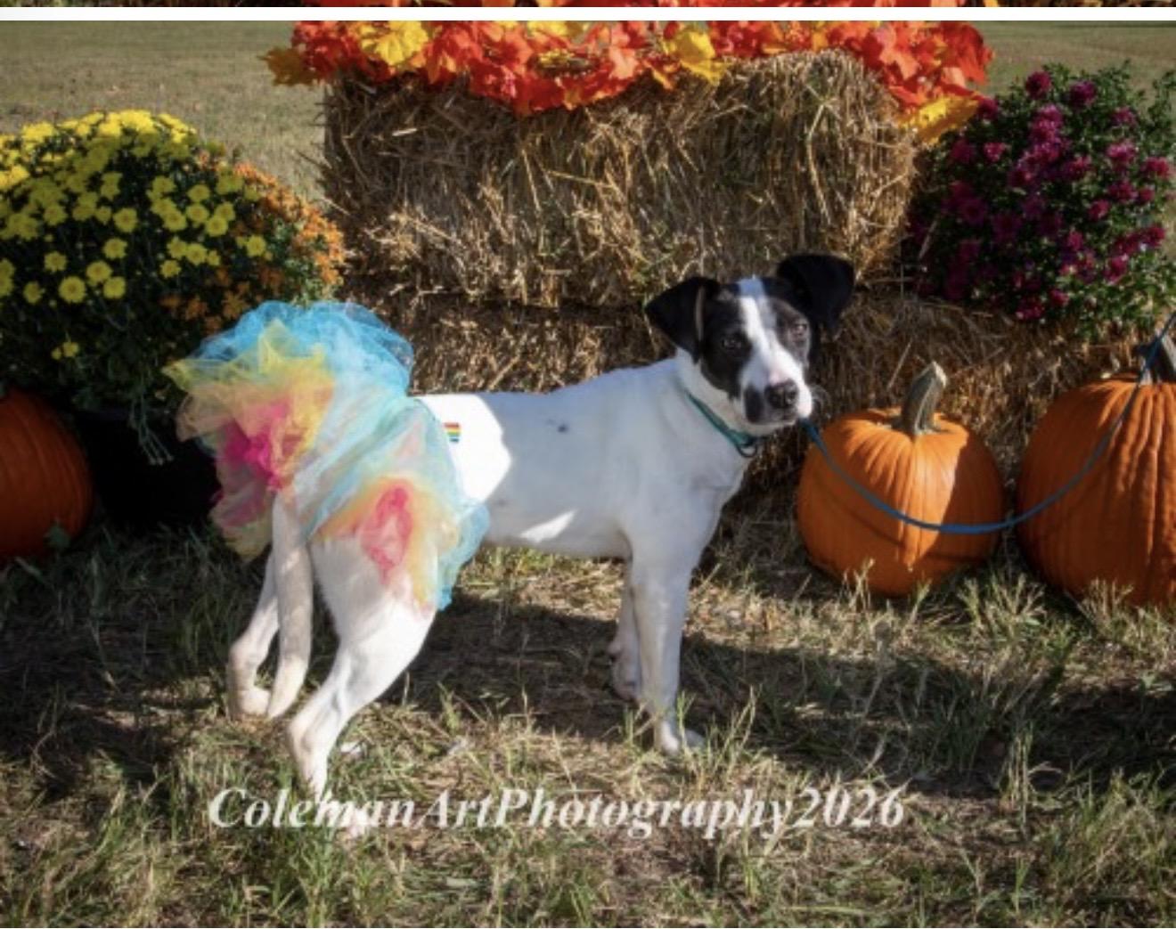 Puddles, Adoptable, Puppy Female English Pointer & Labrador Retriever.