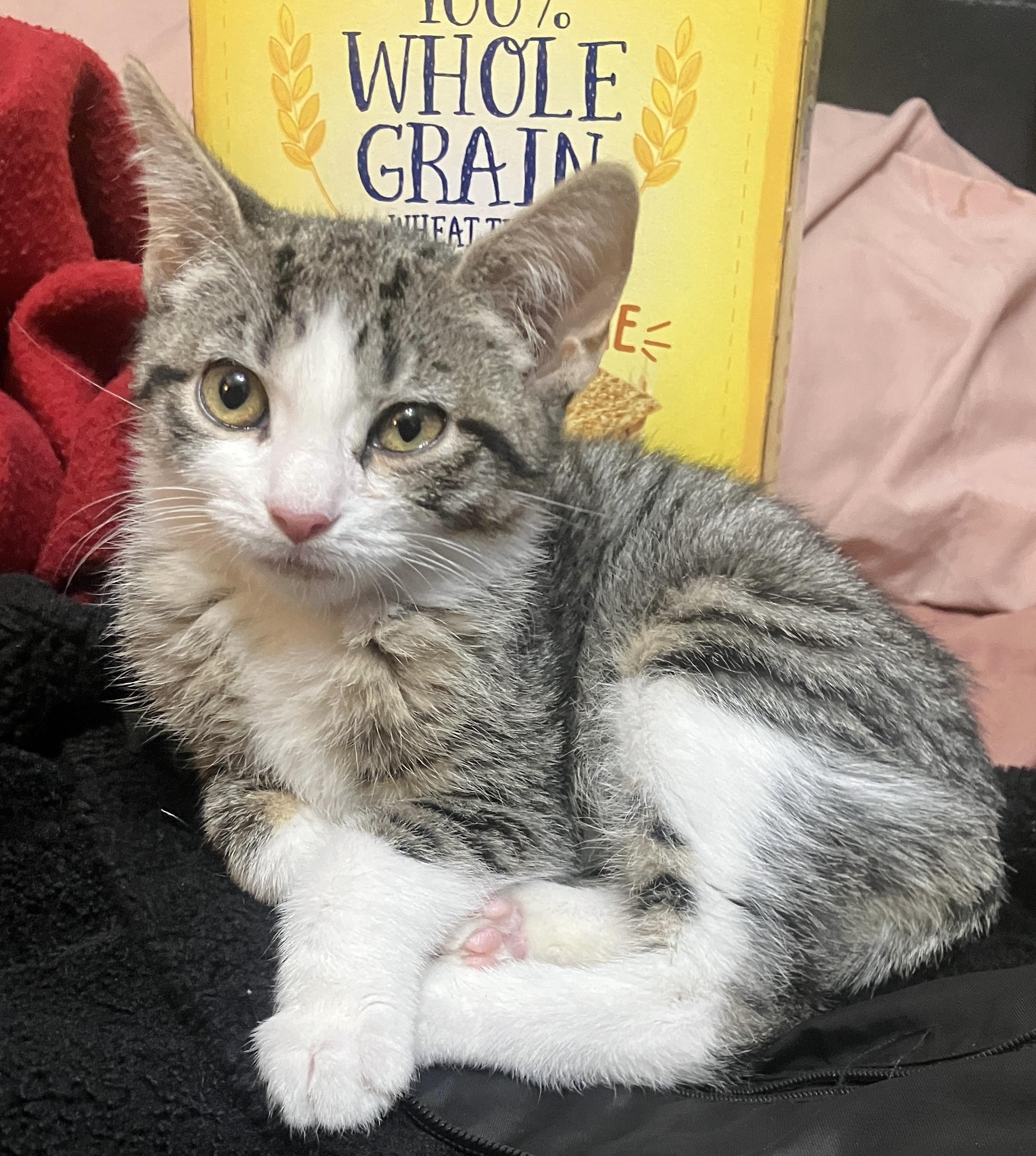 Mako, Adoptable, Kitten Female Domestic Short Hair.