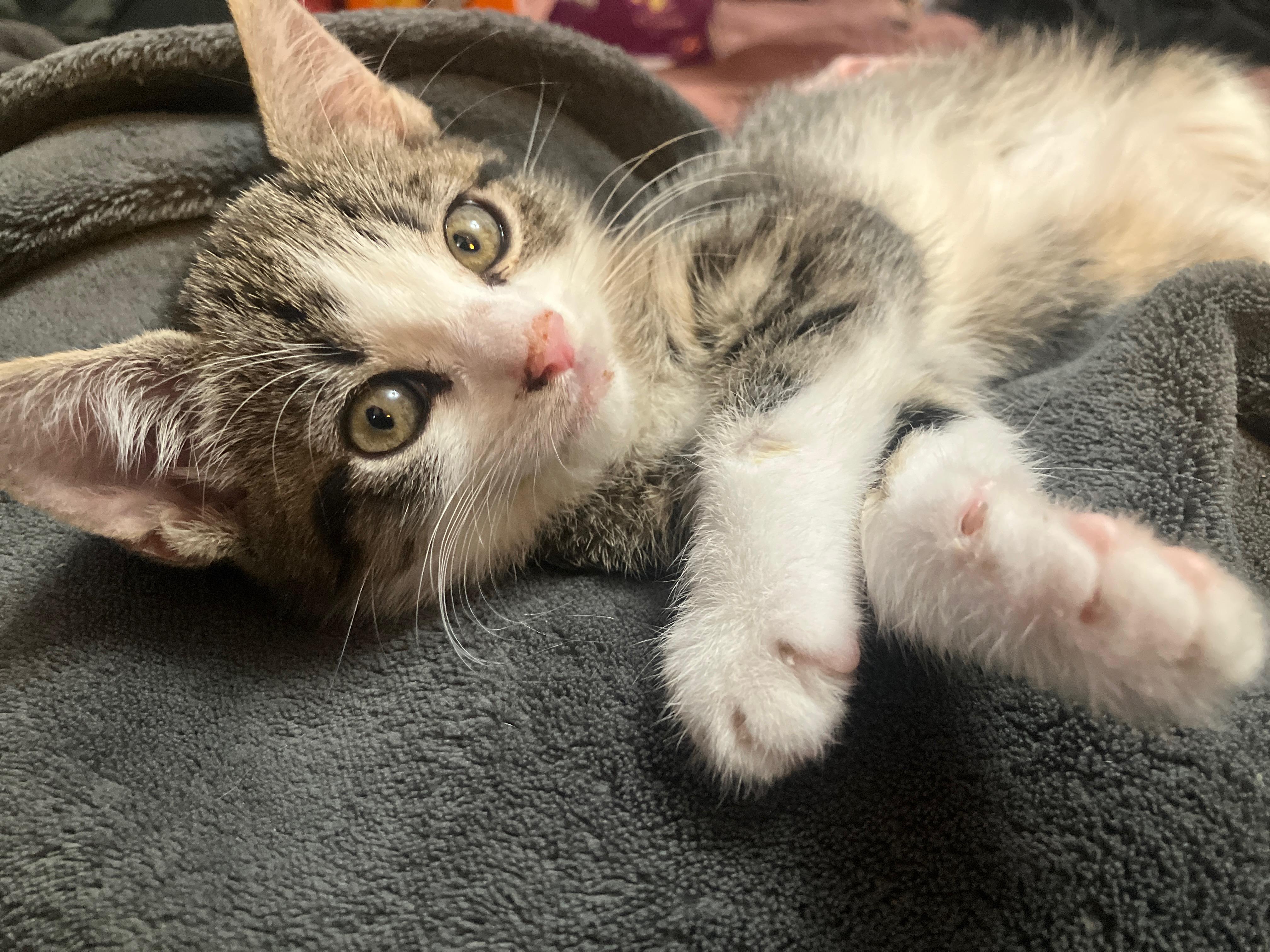 Enlarge Mako, a Adoptable Domestic Short Hair in East Hanover, NJ image 2/3