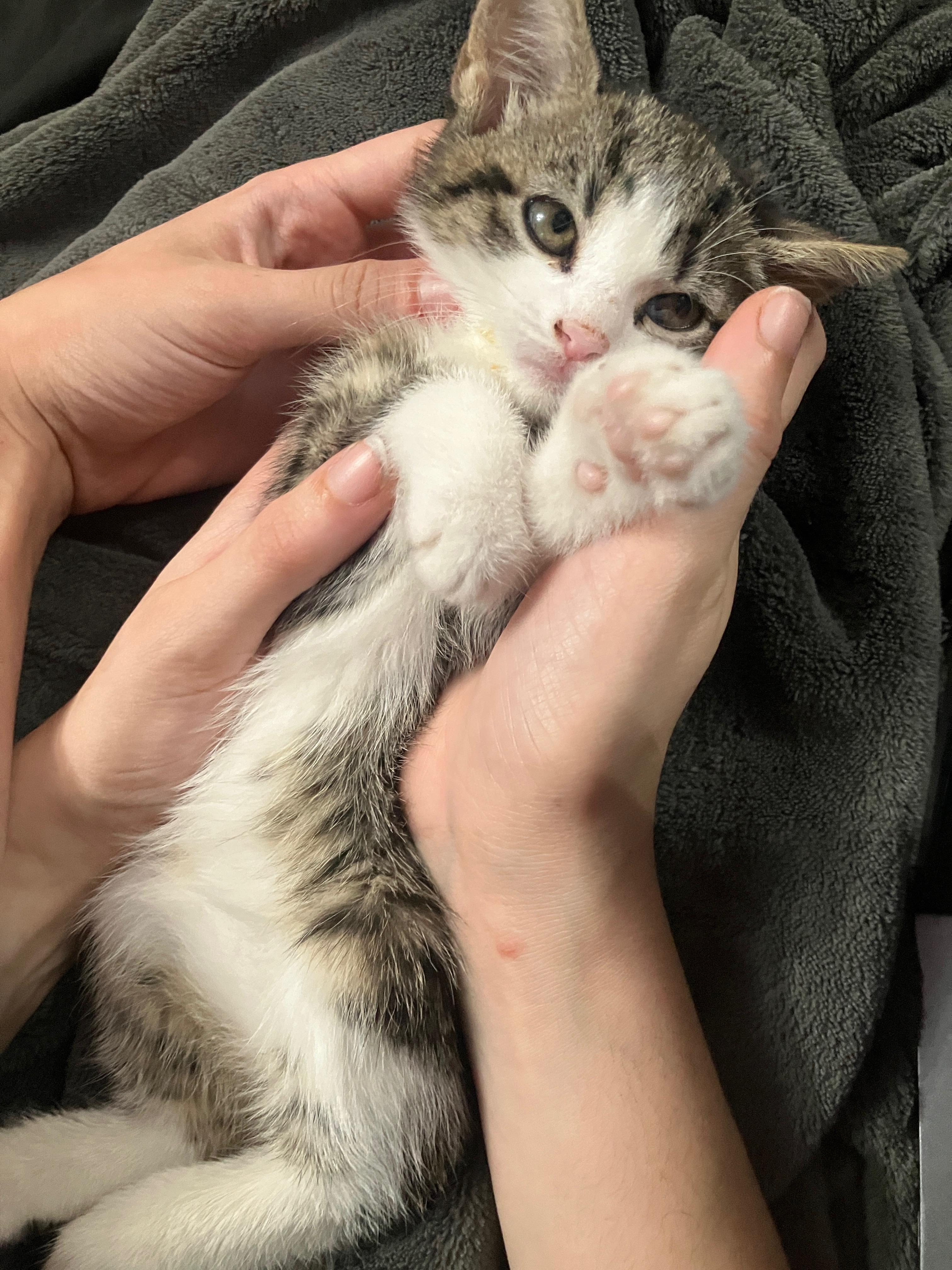 Enlarge Mako, a Adoptable Domestic Short Hair in East Hanover, NJ image 3/3