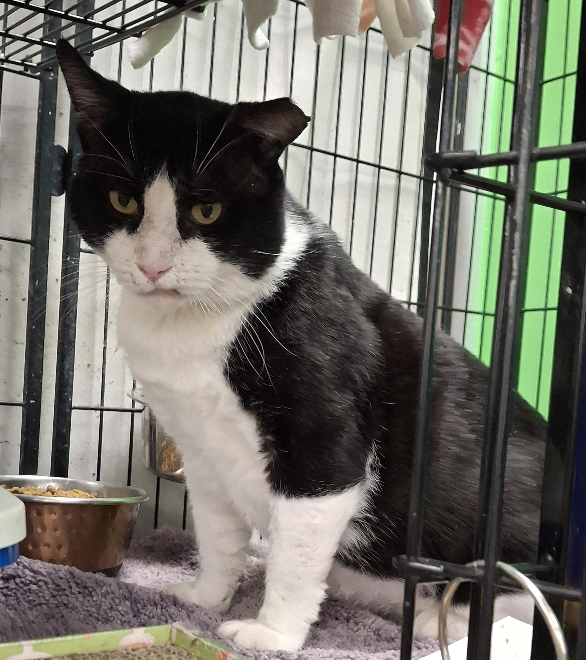 Bruno, a Adoptable Domestic Short Hair in Bear, DE image 1/4