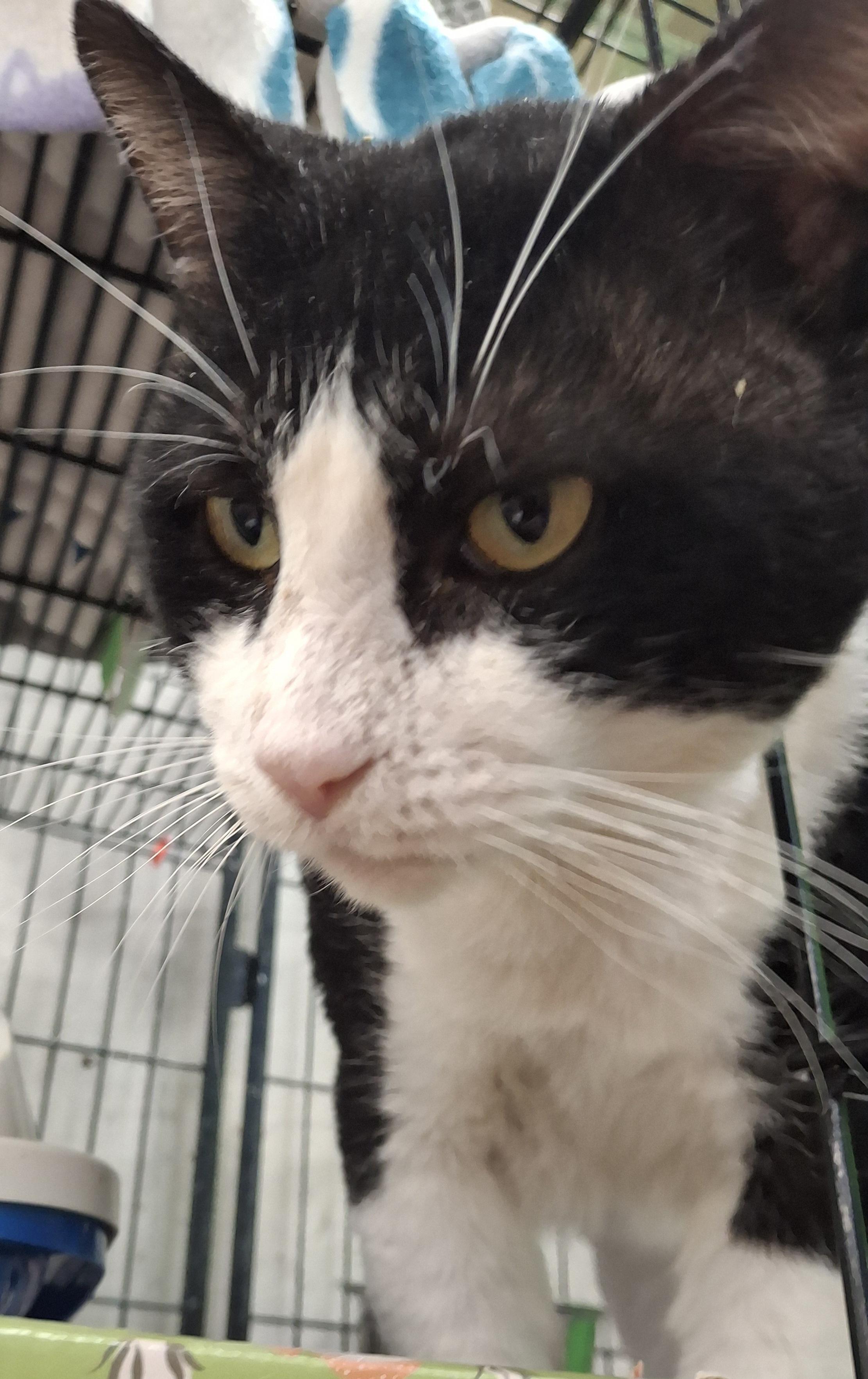 Bruno, a Adoptable Domestic Short Hair in Bear, DE image 2/4