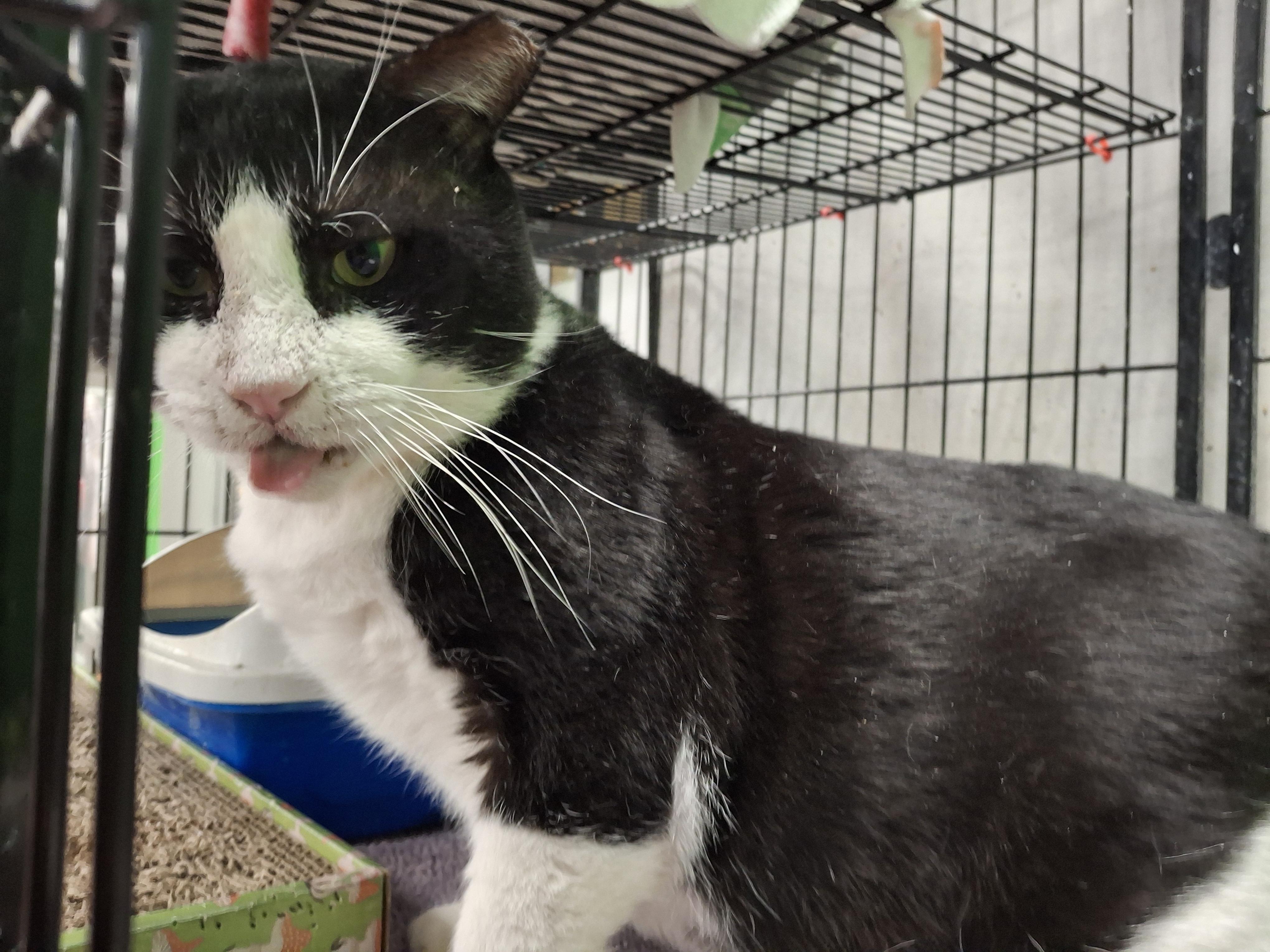 Bruno, a Adoptable Domestic Short Hair in Bear, DE image 3/4