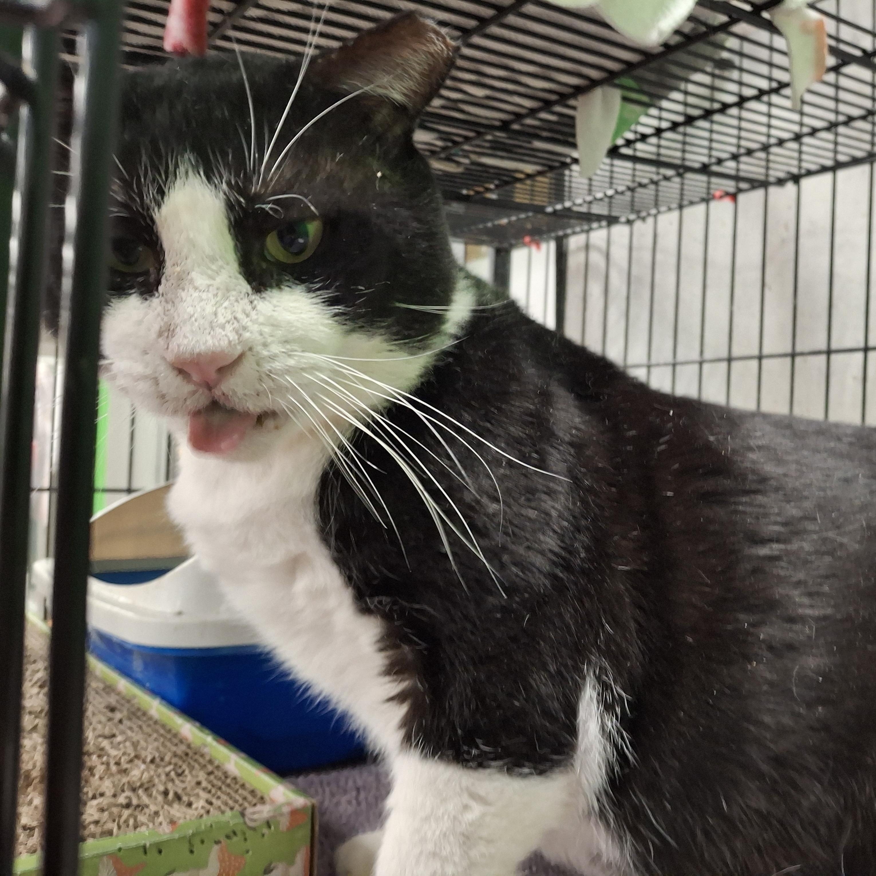 Enlarge Bruno, a Adoptable Domestic Short Hair in Bear, DE image 3/4