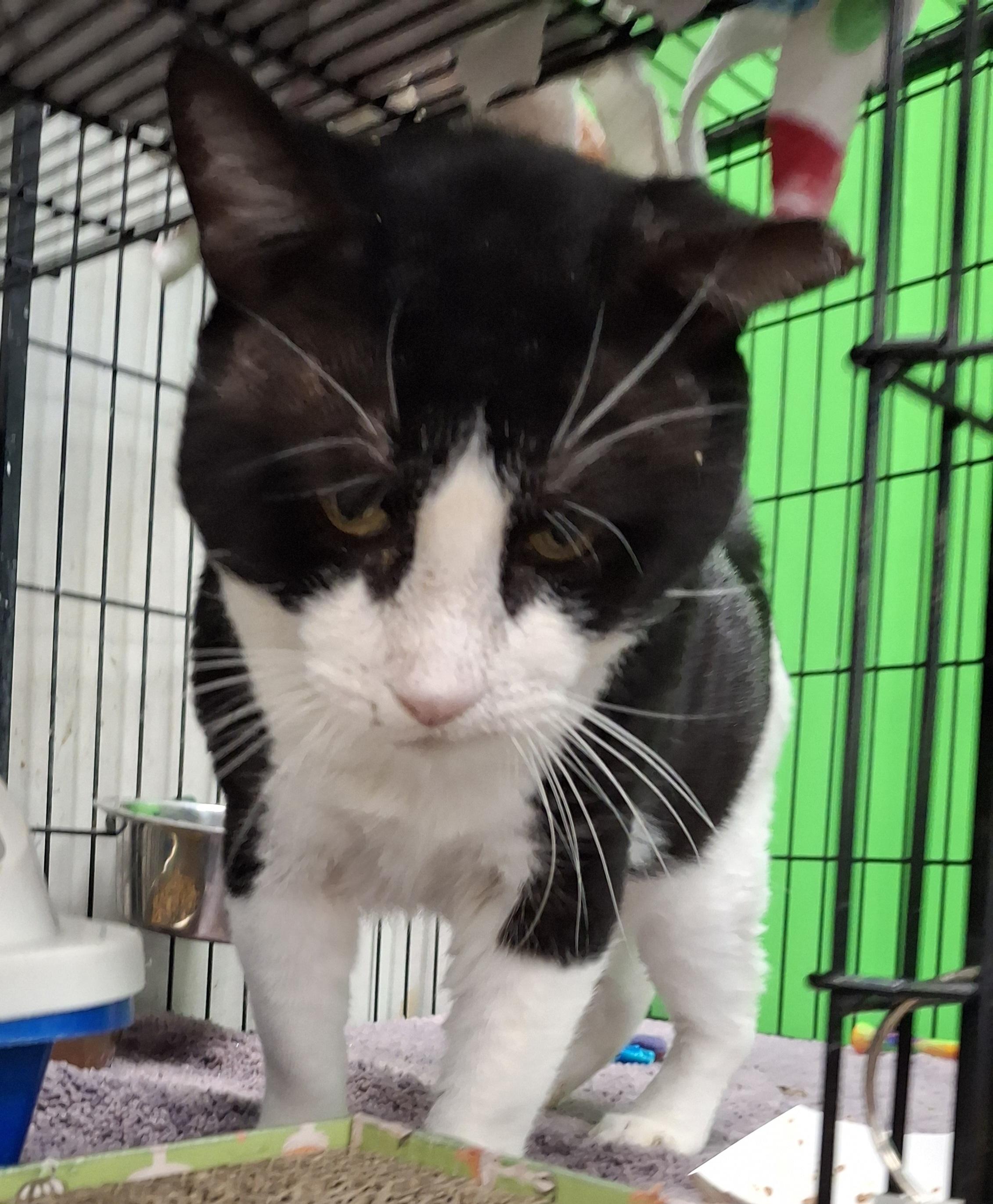 Bruno, a Adoptable Domestic Short Hair in Bear, DE image 4/4