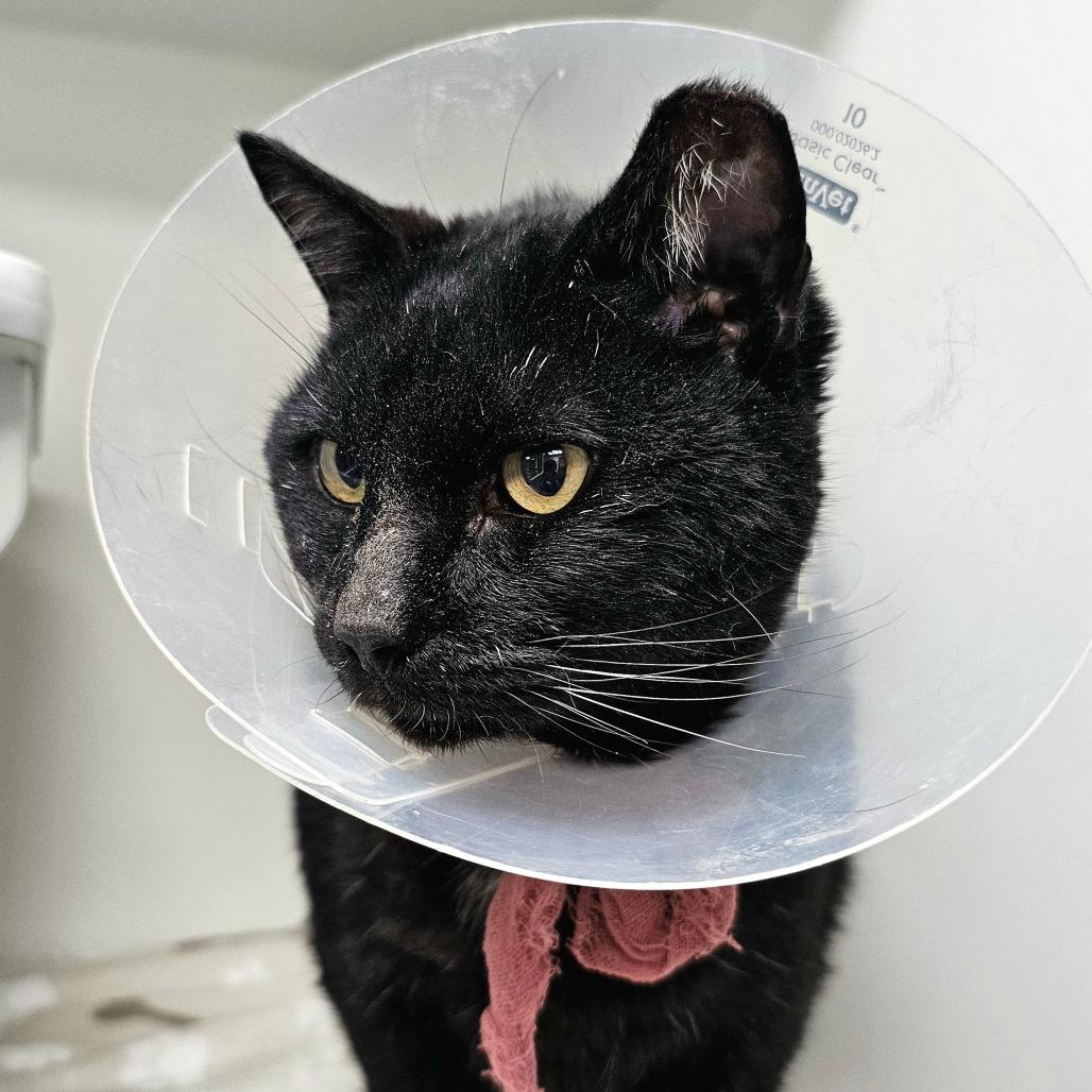 Enlarge Angel, a ADOPTABLE Domestic Short Hair in Las Vegas, NV image 2/2