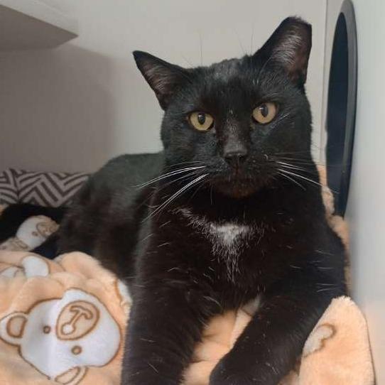 Angel, ADOPTABLE, Adult Male Domestic Short Hair.