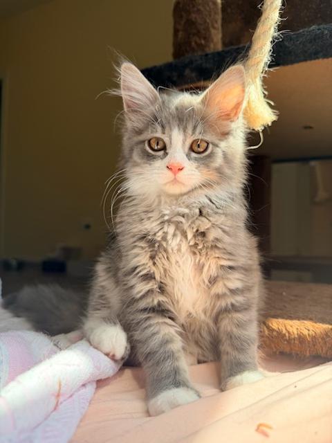 Enlarge Alice & Julia Partners in Pounce - 3 Months Kittens, a ADOPTABLE mixed breed in Bristow, VA image 3/6