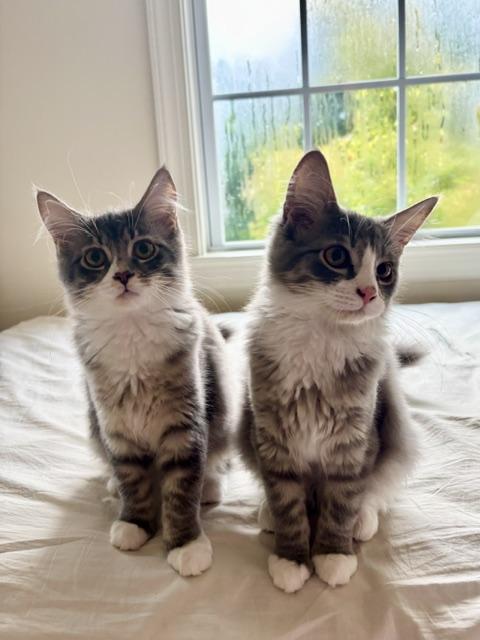 Enlarge Alice & Julia Partners in Pounce - 3 Months Kittens, a ADOPTABLE mixed breed in Bristow, VA image 4/6