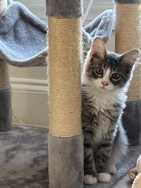 Enlarge Alice & Julia Partners in Pounce - 3 Months Kittens, a ADOPTABLE mixed breed in Bristow, VA image 5/6
