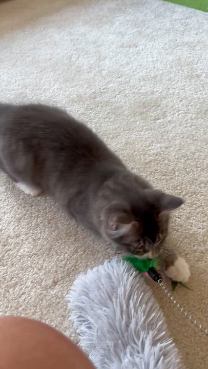Enlarge Alice & Julia Partners in Pounce - 3 Months Kittens, a ADOPTABLE mixed breed in Bristow, VA video 6/6