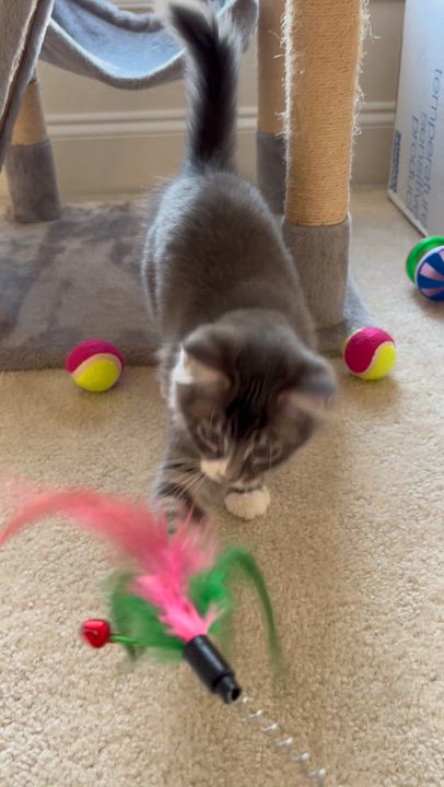 Enlarge Alice & Julia Partners in Pounce - 3 Months Kittens, a ADOPTABLE mixed breed in Bristow, VA video 2/6