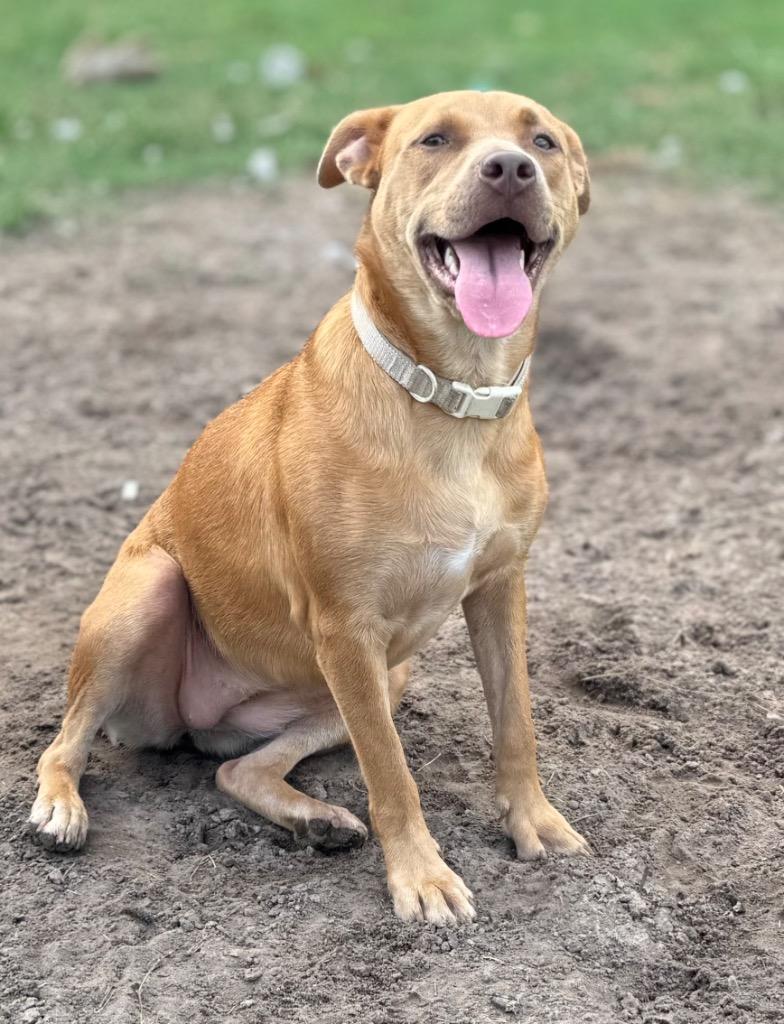 Pomme, a Adoptable mixed breed in Waynesville, GA image 1/5