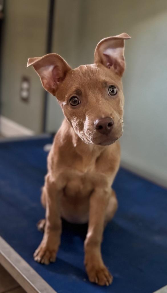 Pomme, a Adoptable mixed breed in Waynesville, GA image 2/5