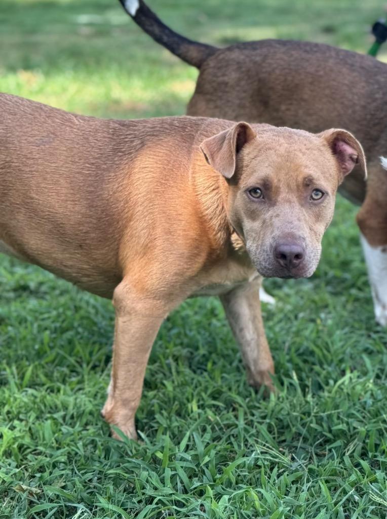 Pomme, a Adoptable mixed breed in Waynesville, GA image 3/5