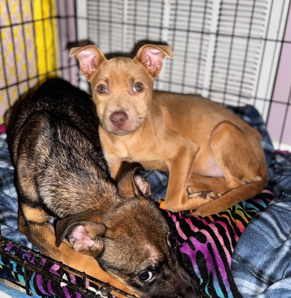 Pomme, a Adoptable mixed breed in Waynesville, GA image 4/5