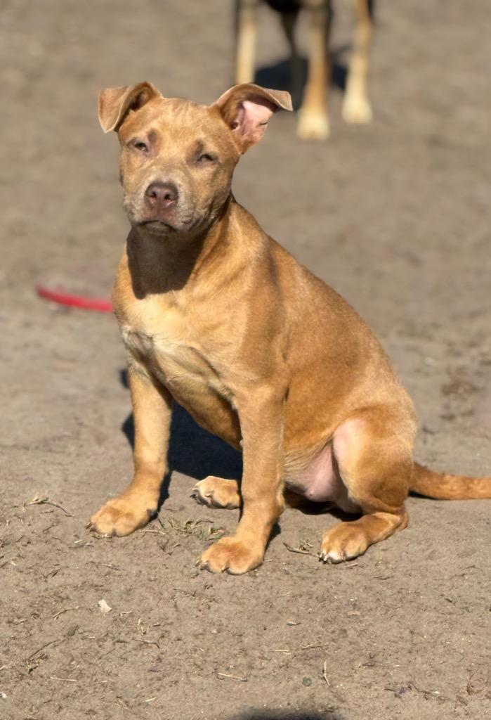 Pomme, a Adoptable mixed breed in Waynesville, GA image 5/5