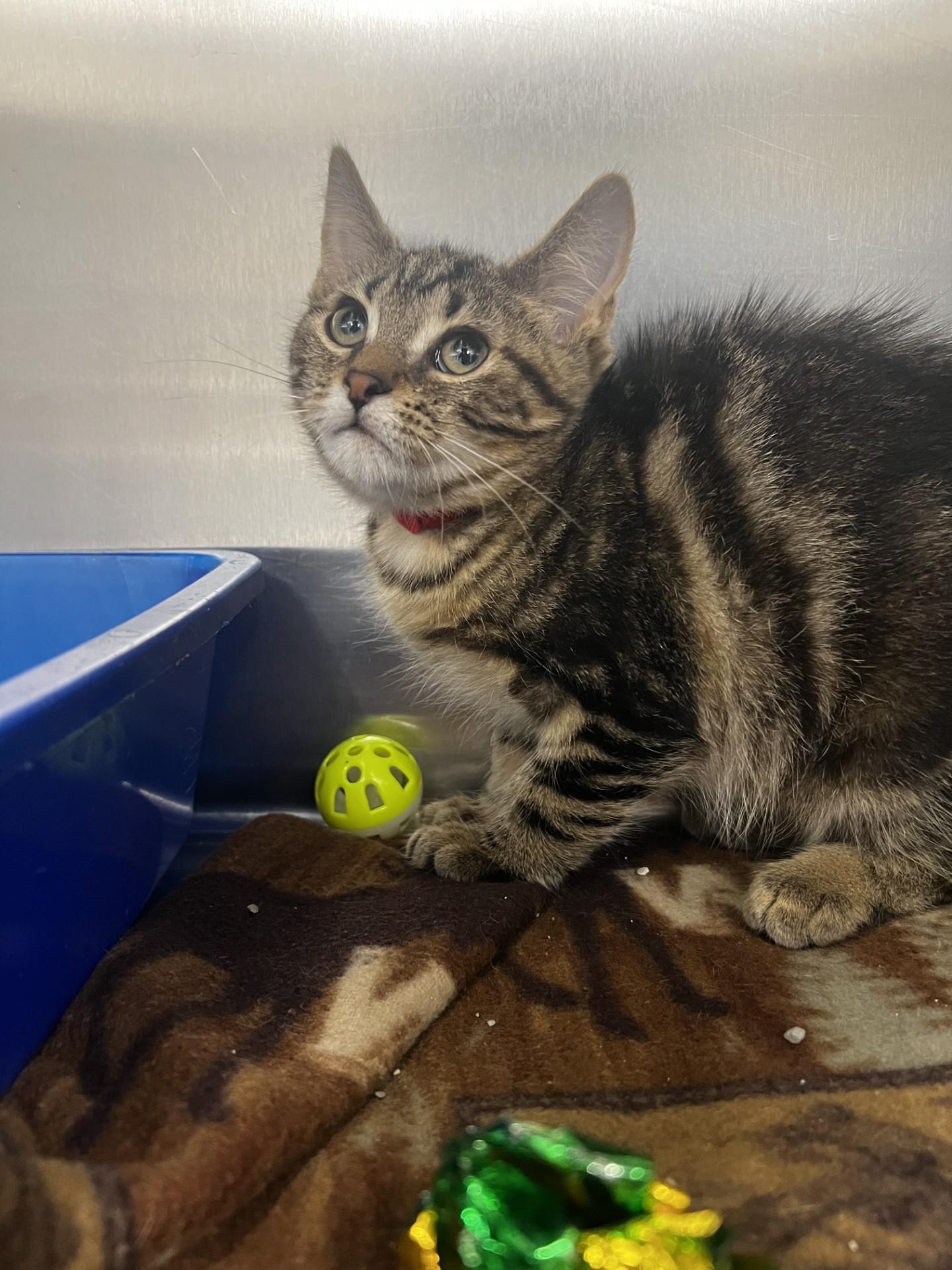 Enlarge Whitney, a ADOPTABLE Domestic Short Hair in Yorkville, IL image 1/1