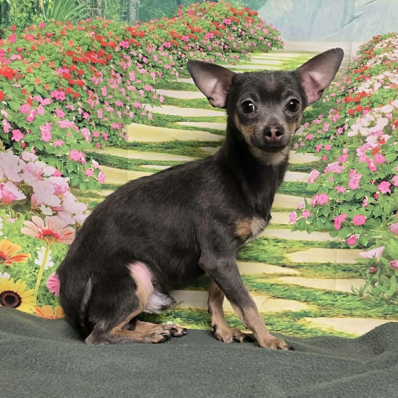 Enlarge Soup, a ADOPTABLE mixed breed in Boulder, CO image 1/1