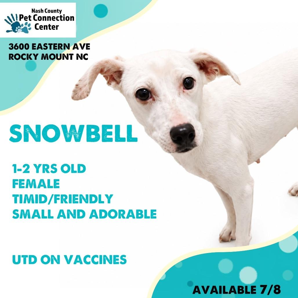 Enlarge SNOWBELL  Available NOW - ADOPTION or RESCUE!, a Adoptable Mixed Breed in Nashville, NC image 1/1
