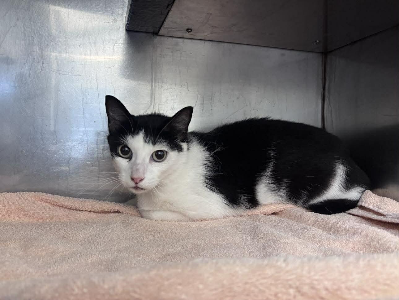 Fooey, Adoptable, Adult Female Domestic Short Hair.