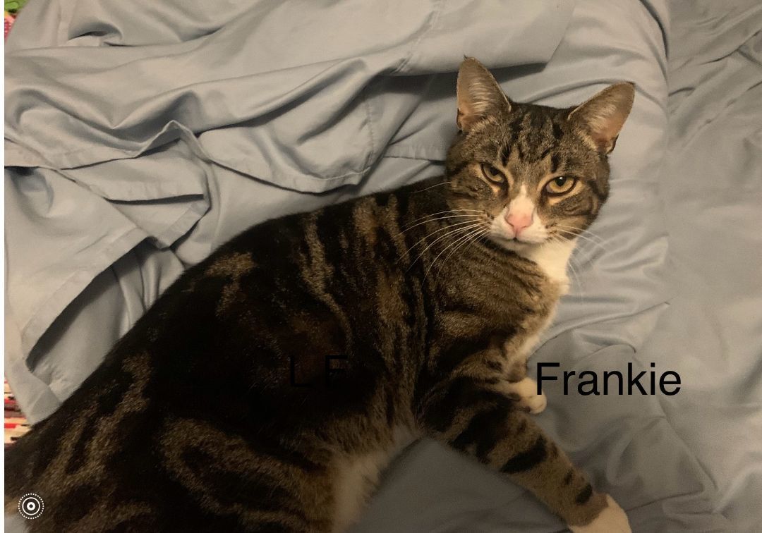Frankie  1