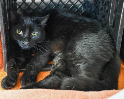 White Sock, a Adoptable mixed breed in West Seneca, NY image 2/3