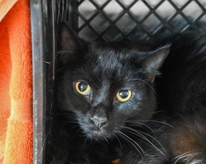 White Sock, a Adoptable mixed breed in West Seneca, NY image 2/3