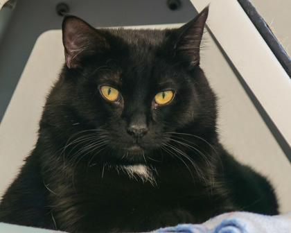 White Sock, a Adoptable mixed breed in West Seneca, NY image 3/3