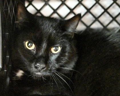 White Sock, a Adoptable mixed breed in West Seneca, NY image 3/3