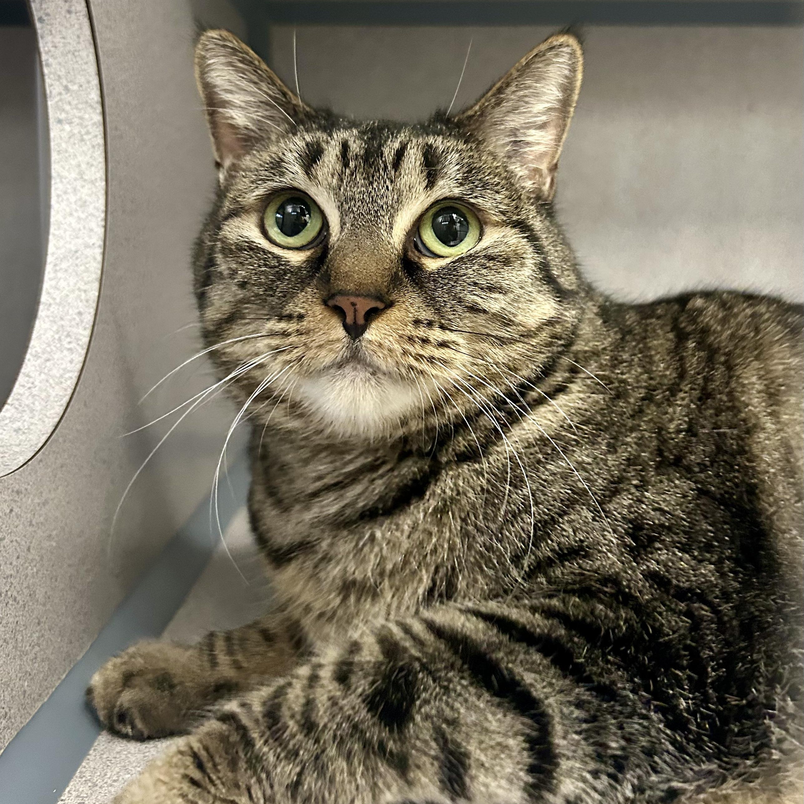 Enlarge Luna- Gentle Cat, a ADOPTABLE Domestic Short Hair in Grass Valley, CA image 4/4