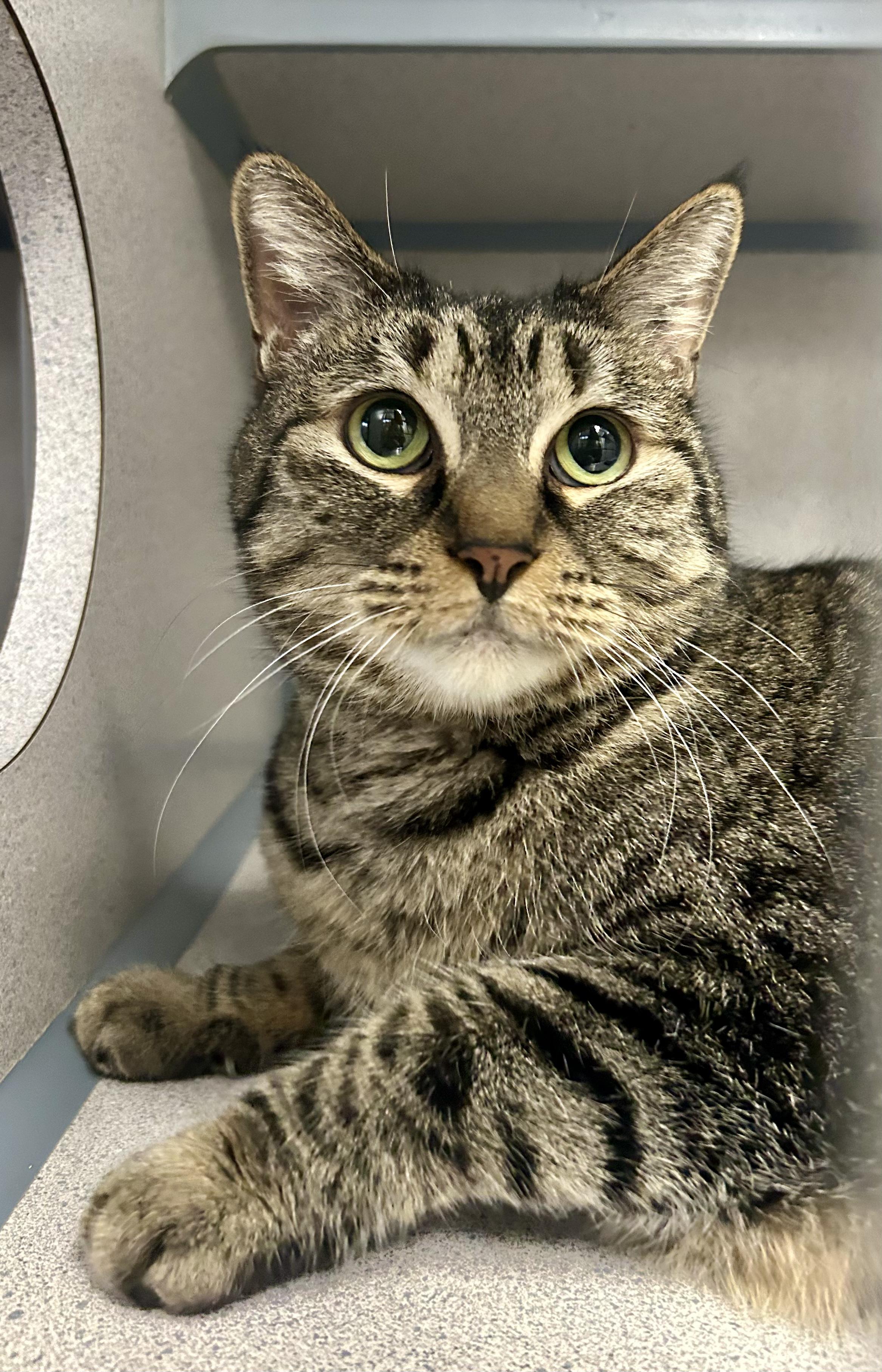 Enlarge Luna- Gentle Cat, a ADOPTABLE Domestic Short Hair in Grass Valley, CA image 3/4