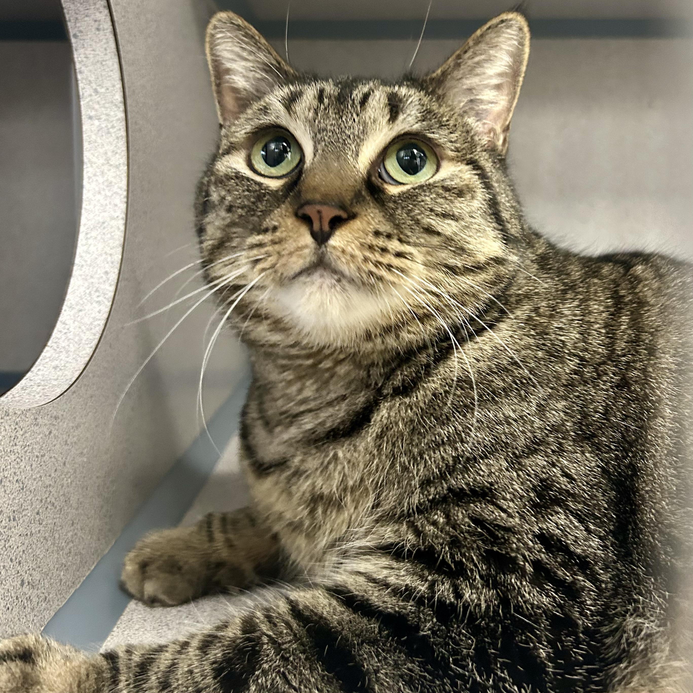 Enlarge Luna- Gentle Cat, a ADOPTABLE Domestic Short Hair in Grass Valley, CA image 2/4