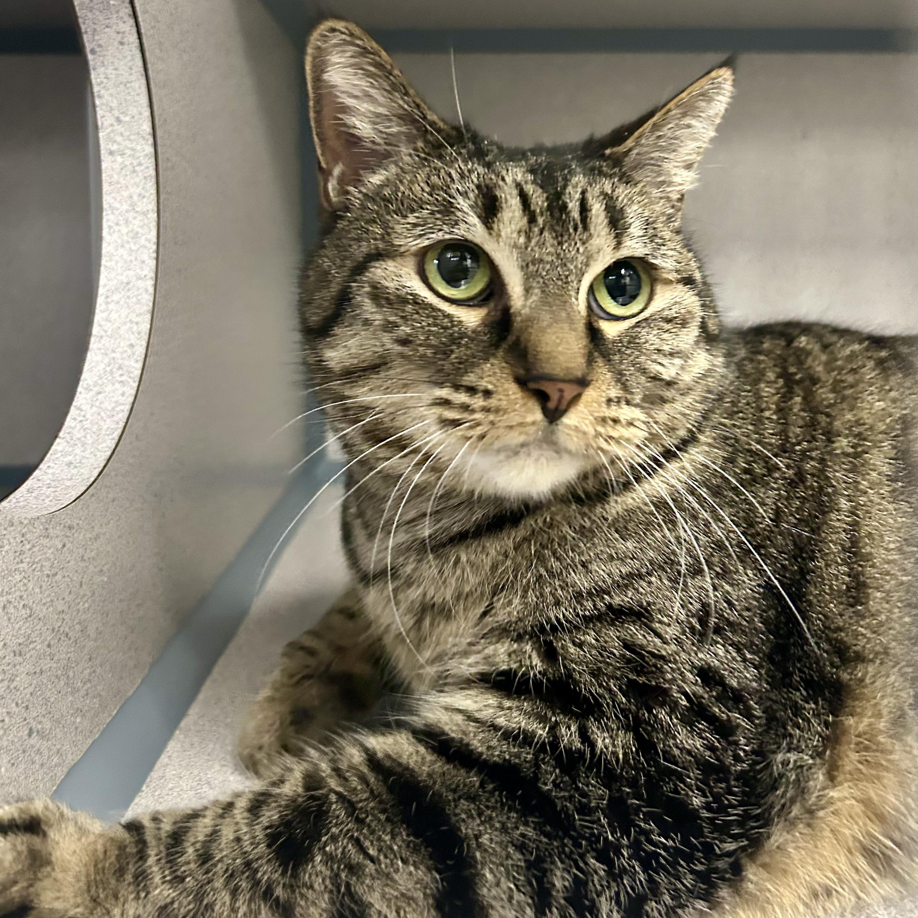 Enlarge Luna- Gentle Cat, a ADOPTABLE Domestic Short Hair in Grass Valley, CA image 1/4