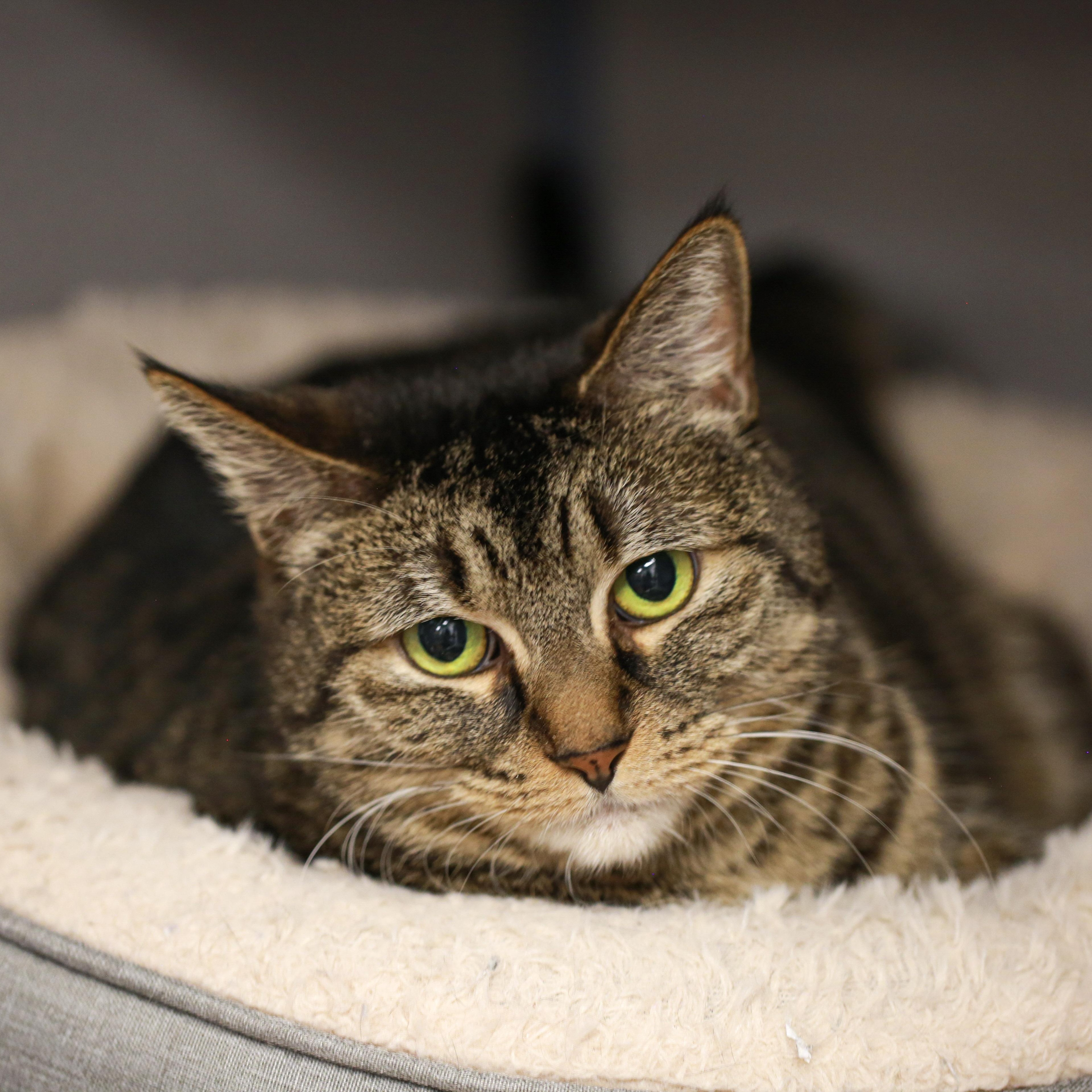 Enlarge Luna- Gentle Cat, a ADOPTABLE Domestic Short Hair in Grass Valley, CA image 6/6