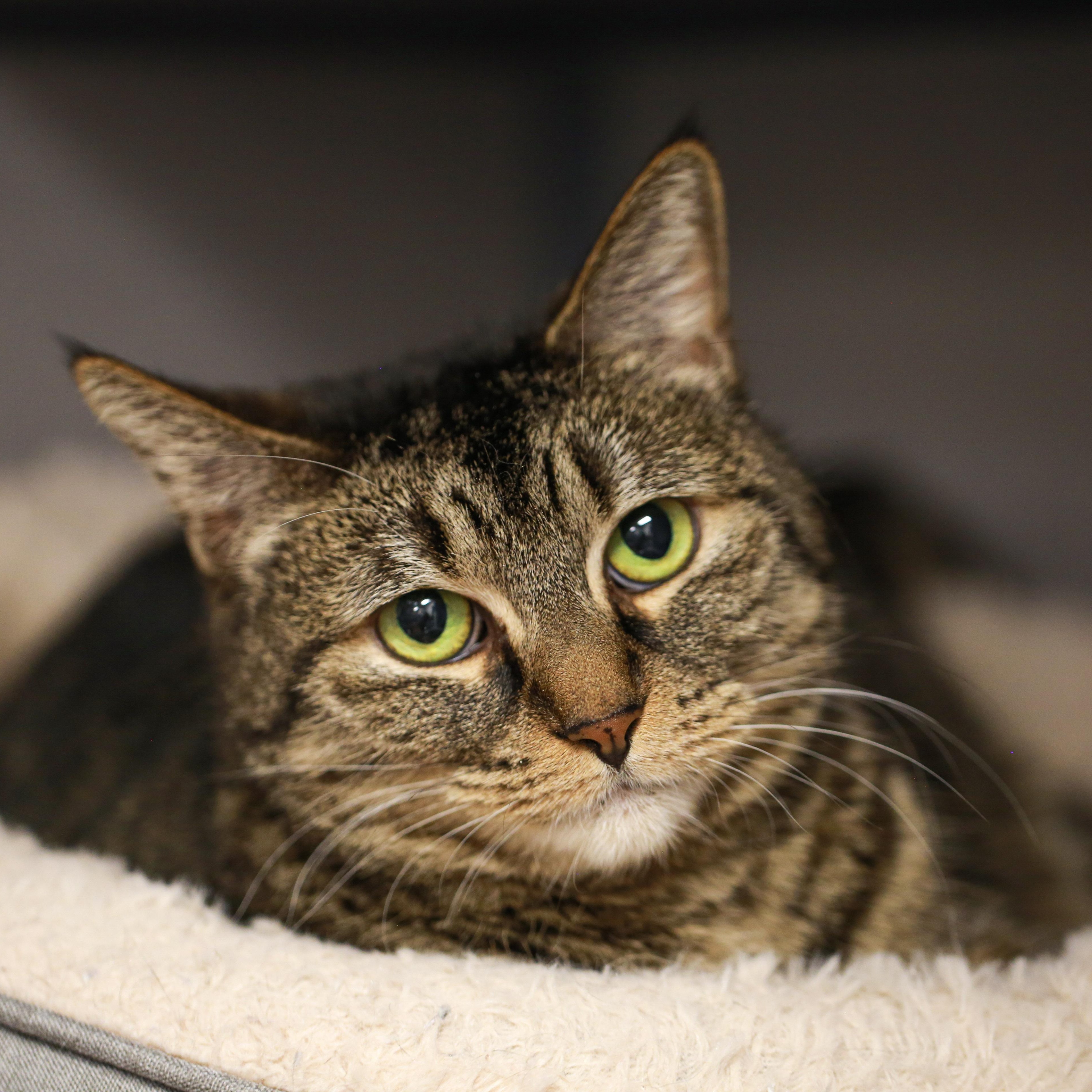 Luna- Gentle Cat, ADOPTABLE, Adult Female Domestic Short Hair.