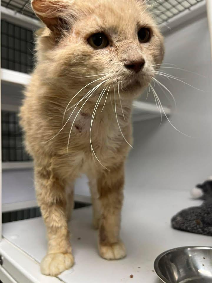 Enlarge Howard, a ADOPTABLE Domestic Long Hair in Port Lavaca, TX image 1/3