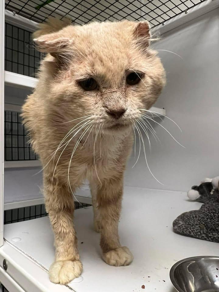 Enlarge Howard, a ADOPTABLE Domestic Long Hair in Port Lavaca, TX image 2/3
