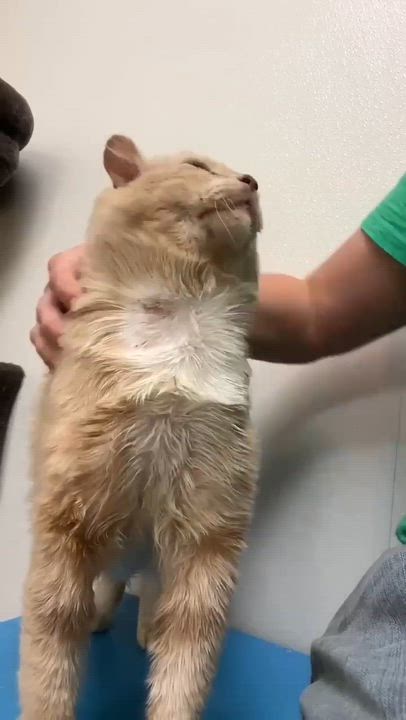 Enlarge Howard, a ADOPTABLE Domestic Long Hair in Port Lavaca, TX video 3/3