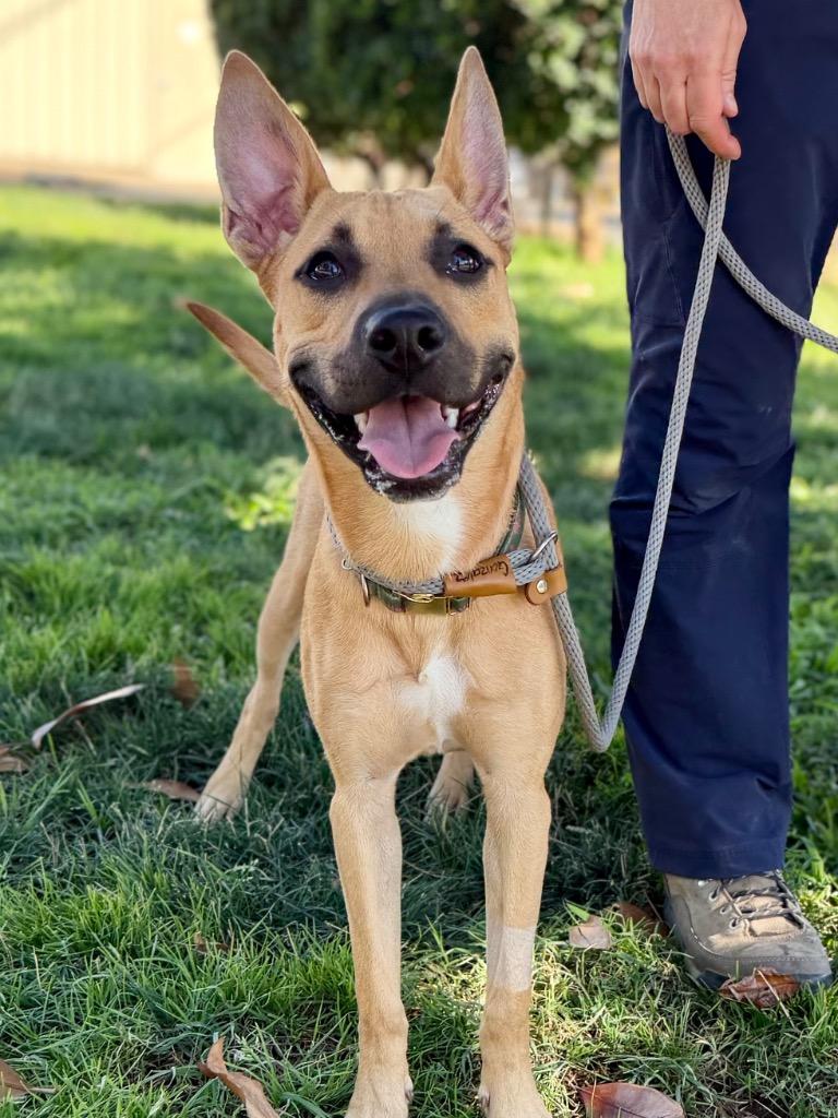 Lark, Adoptable, Young Female Pit Bull Terrier & Shepherd.