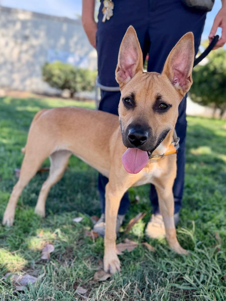Enlarge Lark, a Adoptable mixed breed in Chico, CA image 2/3