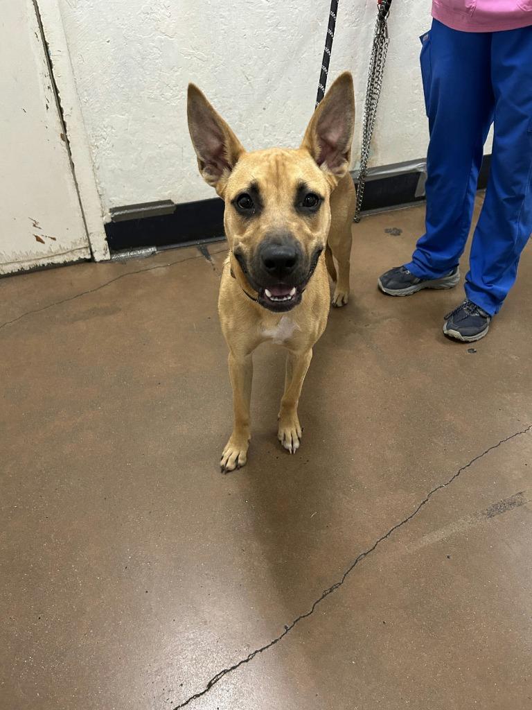 Enlarge Lark, a Adoptable mixed breed in Chico, CA image 3/3