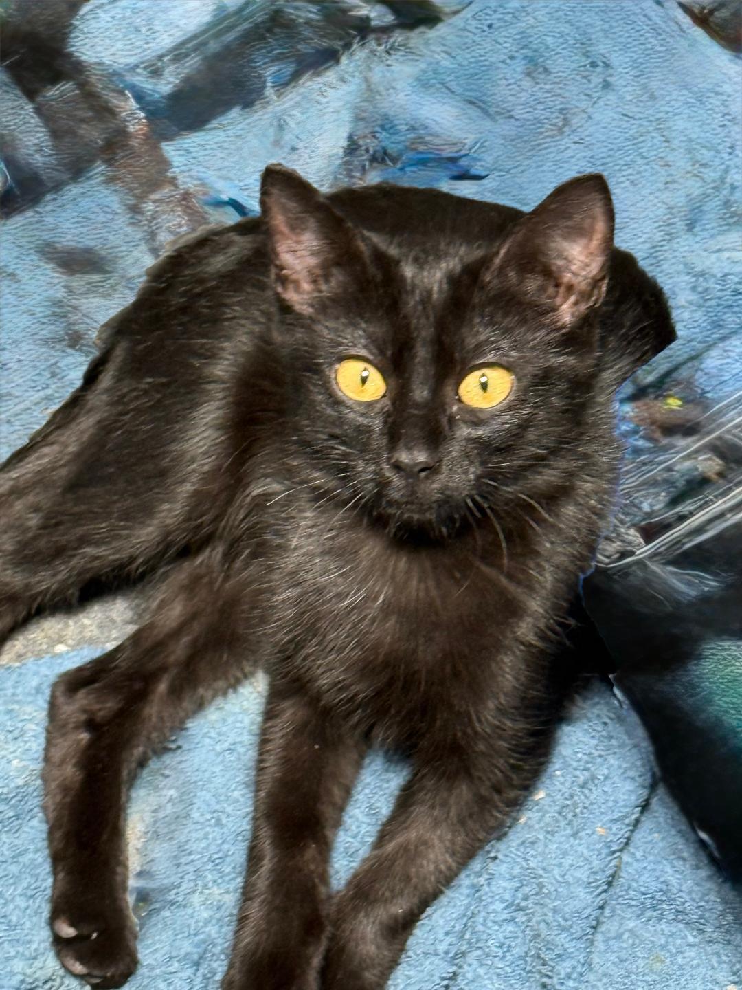 Enlarge BENTLEY, a Adoptable Domestic Short Hair in Gresham, WI image 1/1