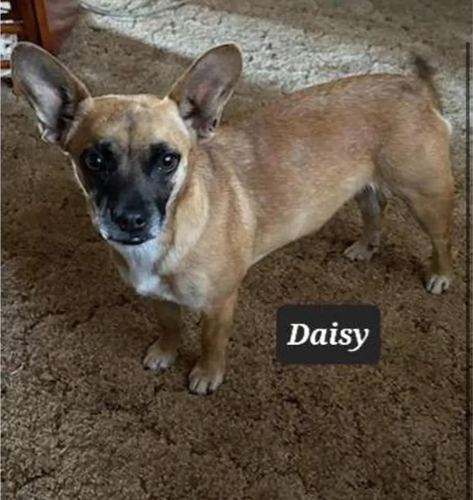 Daisy, Adoptable, Young Female Chihuahua & Pomeranian.