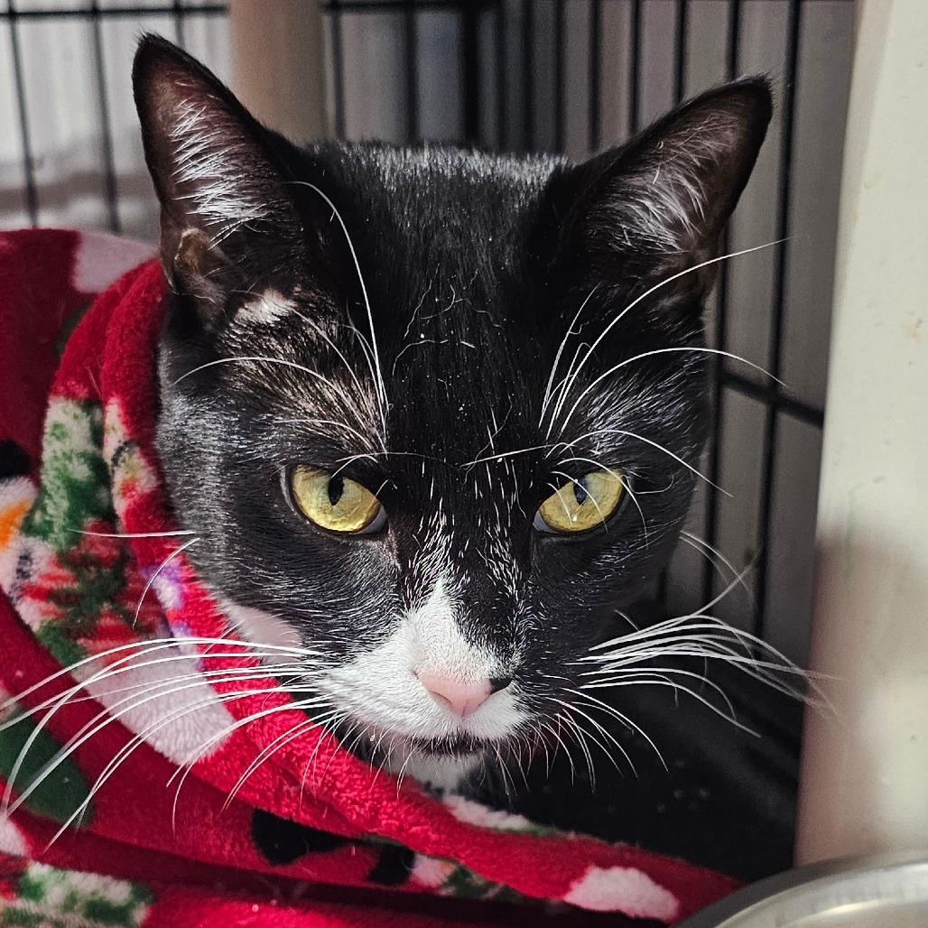 Ben, Adoptable, Adult Male Domestic Short Hair.